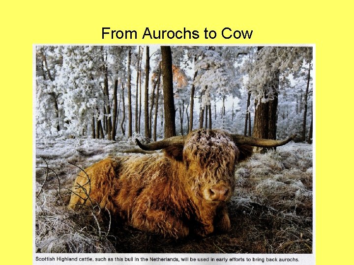 From Aurochs to Cow 