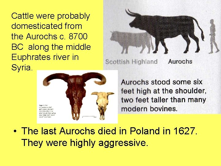 Cattle were probably domesticated from the Aurochs c. 8700 BC along the middle Euphrates