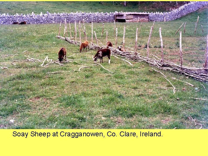 Soay Sheep at Cragganowen, Co. Clare, Ireland. 
