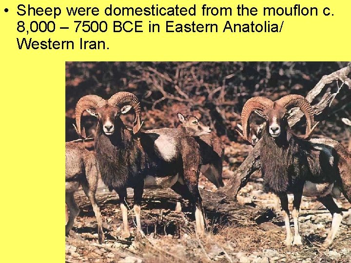  • Sheep were domesticated from the mouflon c. 8, 000 – 7500 BCE