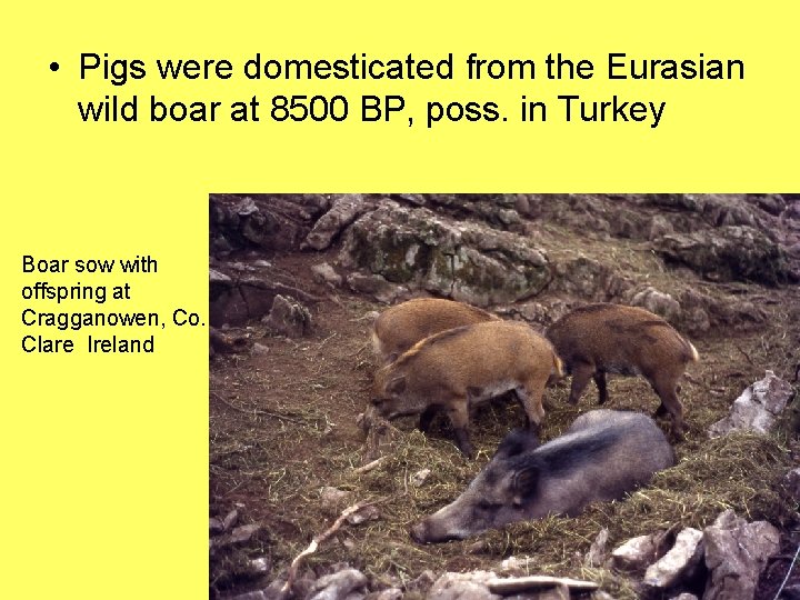  • Pigs were domesticated from the Eurasian wild boar at 8500 BP, poss.