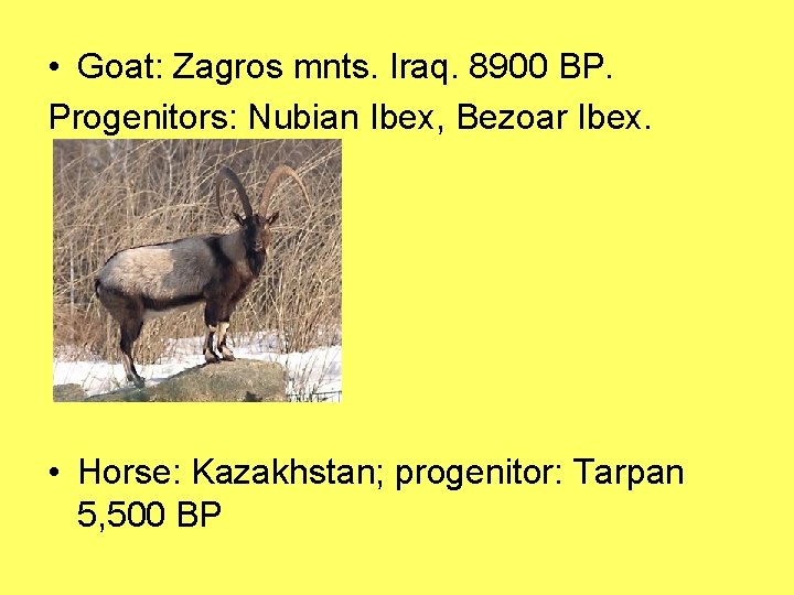  • Goat: Zagros mnts. Iraq. 8900 BP. Progenitors: Nubian Ibex, Bezoar Ibex. •