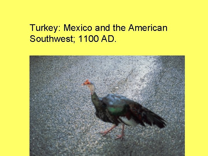 Turkey: Mexico and the American Southwest; 1100 AD. 