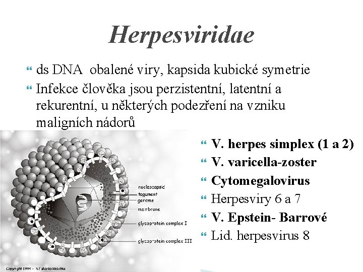 Herpesviridae ds DNA obalené viry, kapsida kubické symetrie Infekce člověka jsou perzistentní, latentní a