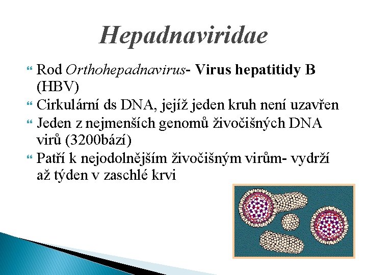 Hepadnaviridae Rod Orthohepadnavirus- Virus hepatitidy B (HBV) Cirkulární ds DNA, jejíž jeden kruh není