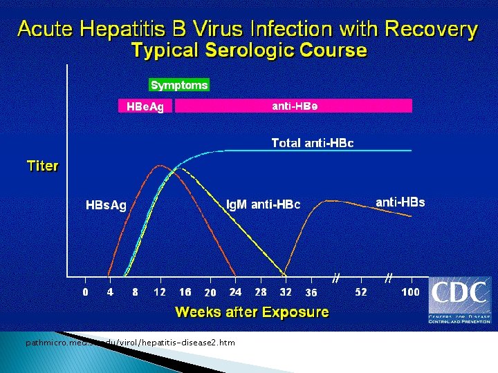 pathmicro. med. sc. edu/virol/hepatitis-disease 2. htm 