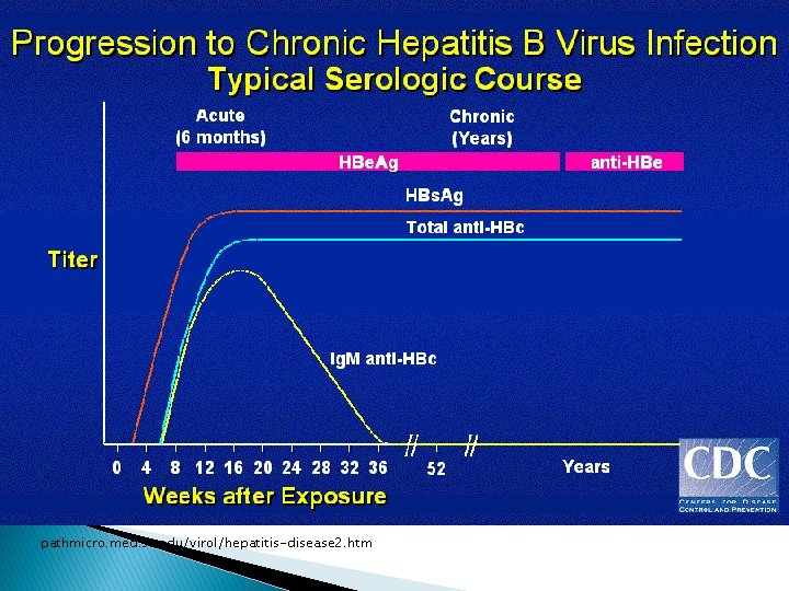 pathmicro. med. sc. edu/virol/hepatitis-disease 2. htm 