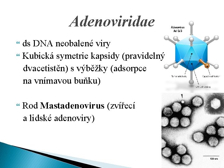 Adenoviridae ds DNA neobalené viry Kubická symetrie kapsidy (pravidelný dvacetistěn) s výběžky (adsorpce na