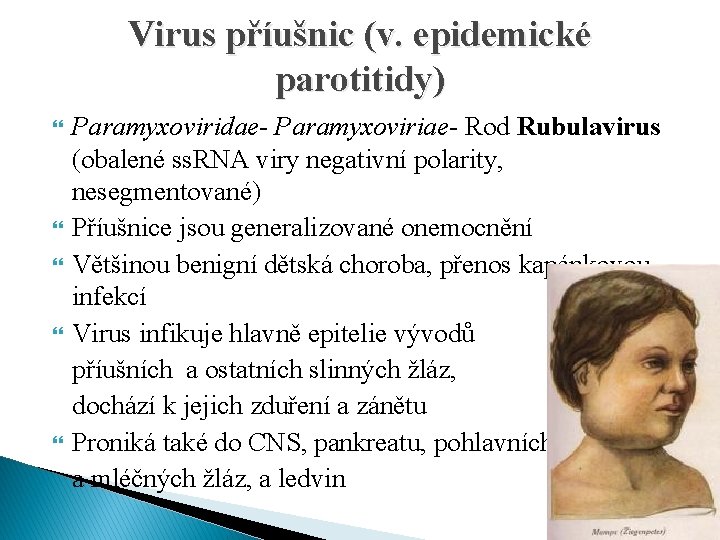 Virus příušnic (v. epidemické parotitidy) Paramyxoviridae- Paramyxoviriae- Rod Rubulavirus (obalené ss. RNA viry negativní