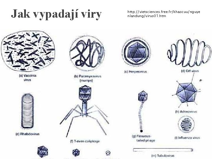 Jak vypadají viry http: //vietsciences. free. fr/khaocuu/nguye nlandung/virus 01. htm 