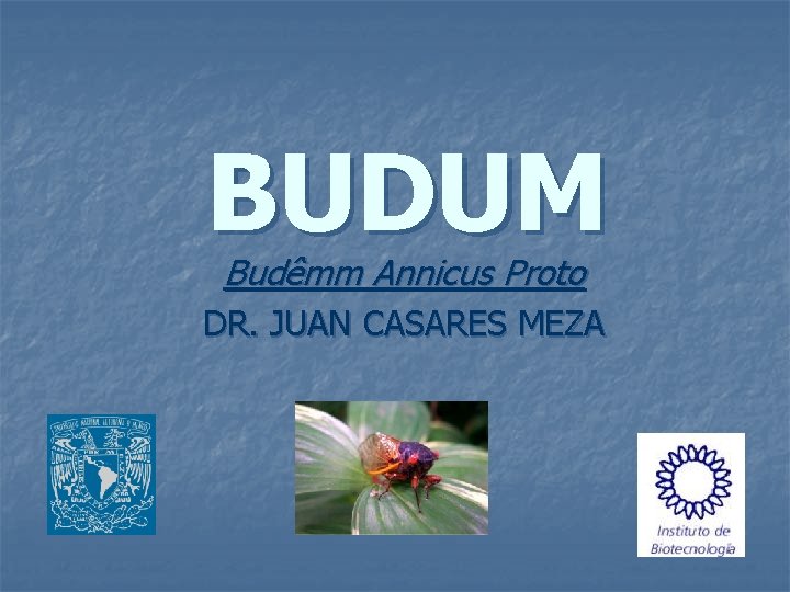 BUDUM Budêmm Annicus Proto DR. JUAN CASARES MEZA 