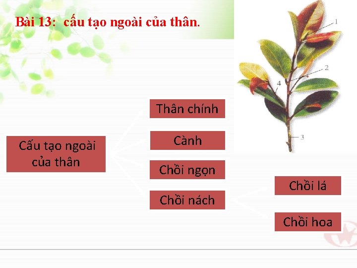 Bài 13: cấu tạo ngoài của thân. Thân chính Cấu tạo ngoài của thân