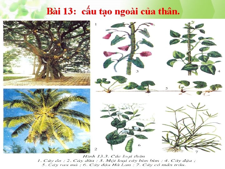 Bài 13: cấu tạo ngoài của thân. 