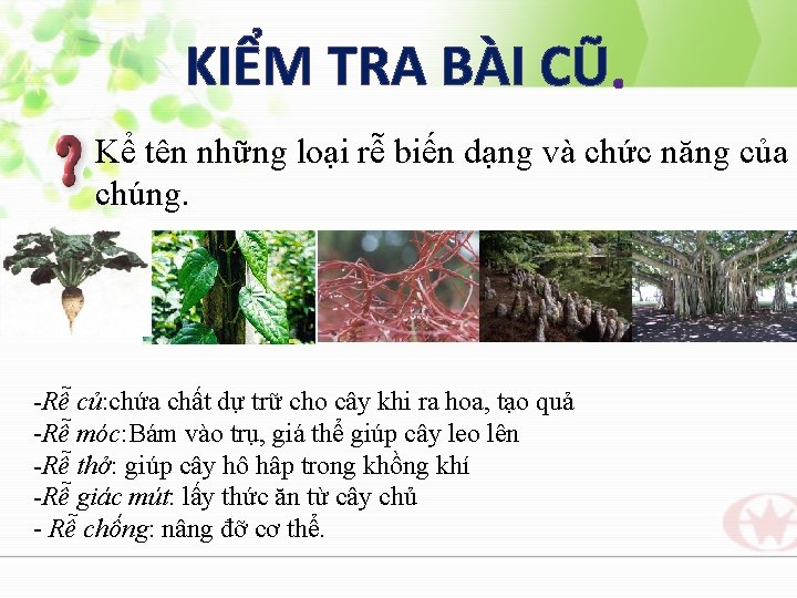 KIỂM TRA BÀI CŨ Kể tên những loại rễ biến dạng và chức năng