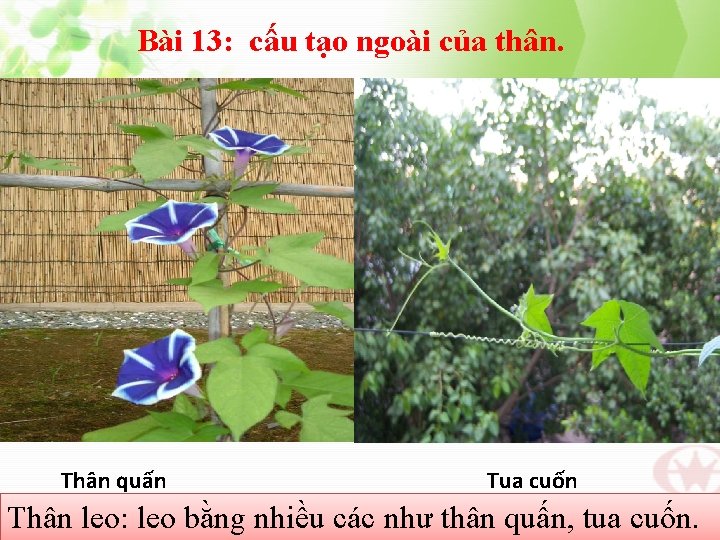 Bài 13: cấu tạo ngoài của thân. Thân quấn Tua cuốn Thân leo: leo