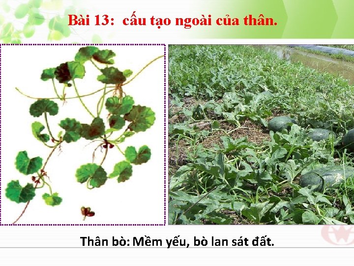 Bài 13: cấu tạo ngoài của thân. Thân bò: Mềm yếu, bò lan sát