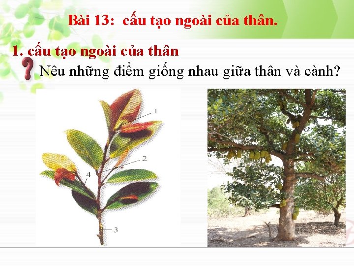 Bài 13: cấu tạo ngoài của thân. 1. cấu tạo ngoài của thân Nêu