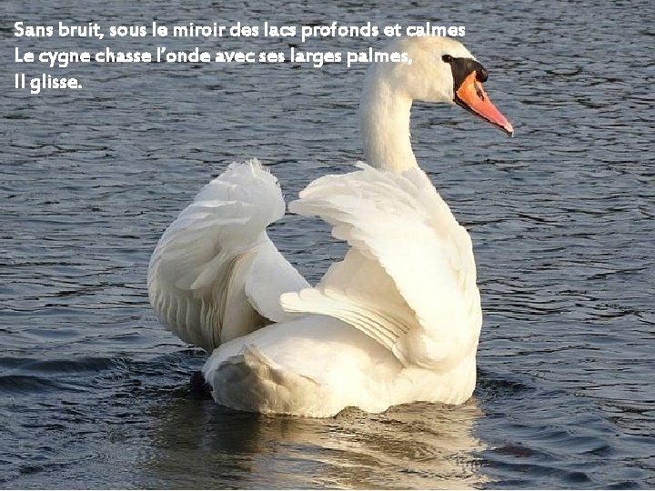 Sans bruit, sous le miroir des lacs profonds et calmes Le cygne chasse l’onde