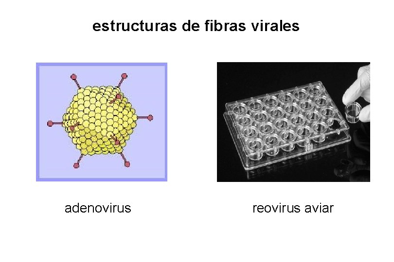 estructuras de fibras virales adenovirus reovirus aviar estructuras de fibras virales adenovirus reovirus aviar