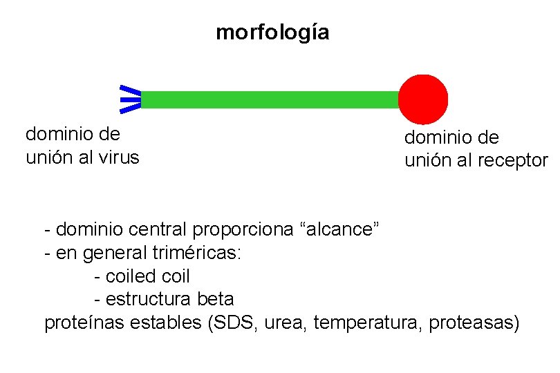 morfología dominio de unión al virus dominio de unión al receptor - dominio central morfología dominio de unión al virus dominio de unión al receptor - dominio central