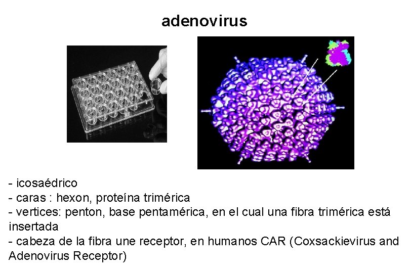 adenovirus - icosaédrico - caras : hexon, proteína trimérica - vertices: penton, base pentamérica, adenovirus - icosaédrico - caras : hexon, proteína trimérica - vertices: penton, base pentamérica,