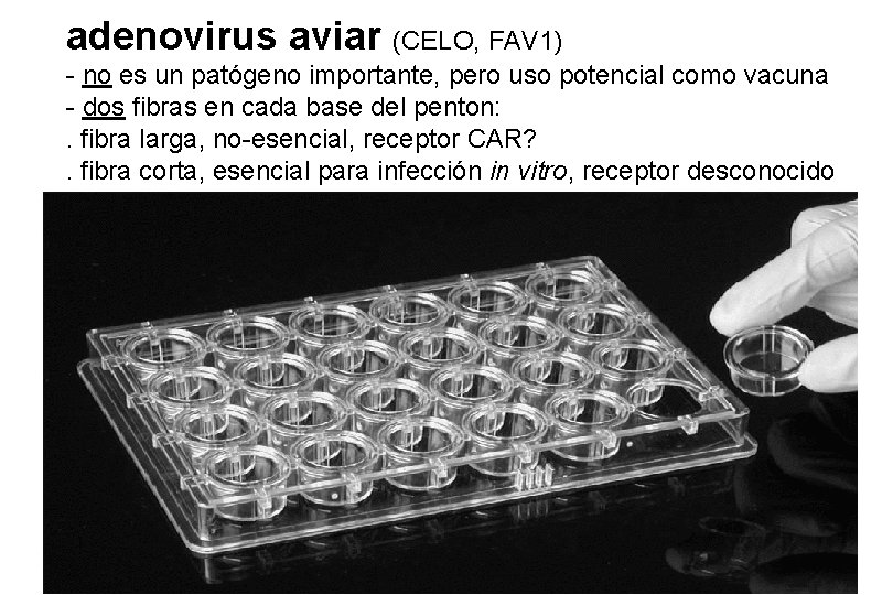 adenovirus aviar (CELO, FAV 1) - no es un patógeno importante, pero uso potencial adenovirus aviar (CELO, FAV 1) - no es un patógeno importante, pero uso potencial