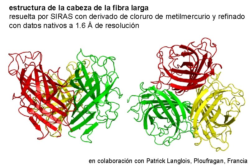 estructura de la cabeza de la fibra larga resuelta por SIRAS con derivado de estructura de la cabeza de la fibra larga resuelta por SIRAS con derivado de