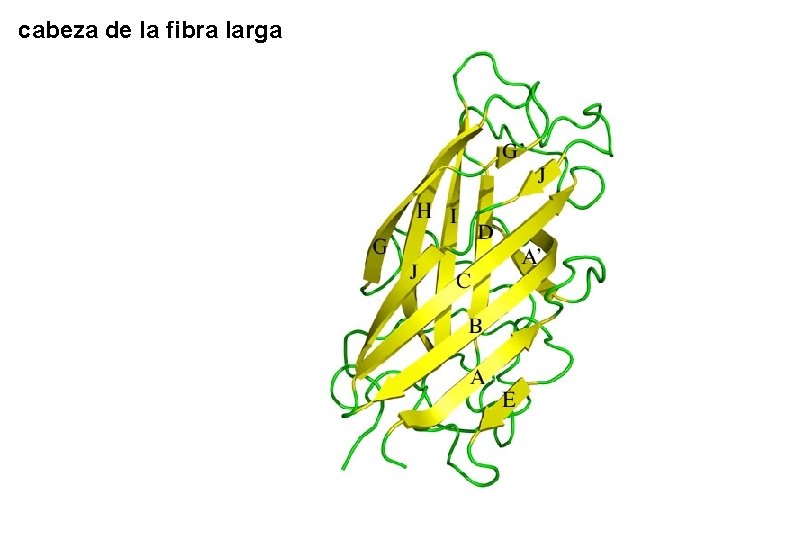 cabeza de la fibra larga cabeza de la fibra larga
