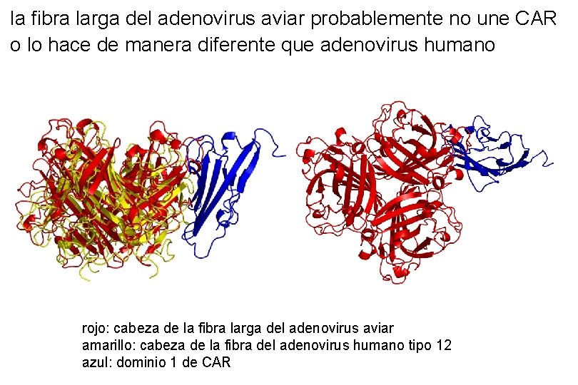 la fibra larga del adenovirus aviar probablemente no une CAR o lo hace de la fibra larga del adenovirus aviar probablemente no une CAR o lo hace de