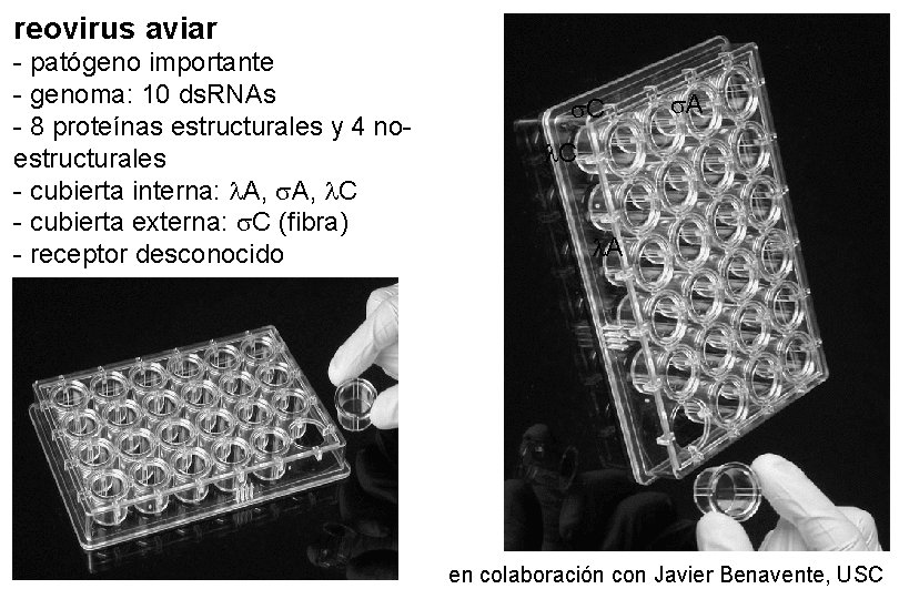 reovirus aviar - patógeno importante - genoma: 10 ds. RNAs - 8 proteínas estructurales reovirus aviar - patógeno importante - genoma: 10 ds. RNAs - 8 proteínas estructurales