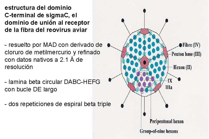 estructura del dominio C-terminal de sigma. C, el dominio de unión al receptor de estructura del dominio C-terminal de sigma. C, el dominio de unión al receptor de