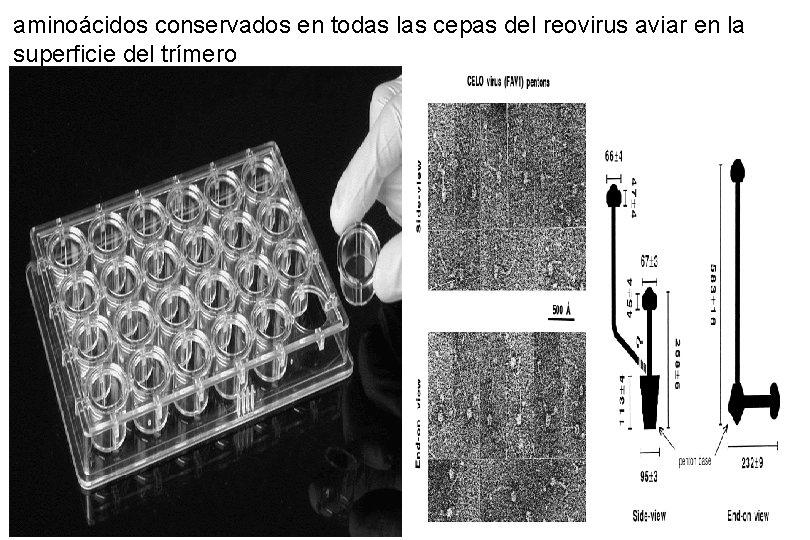 aminoácidos conservados en todas las cepas del reovirus aviar en la superficie del trímero aminoácidos conservados en todas las cepas del reovirus aviar en la superficie del trímero