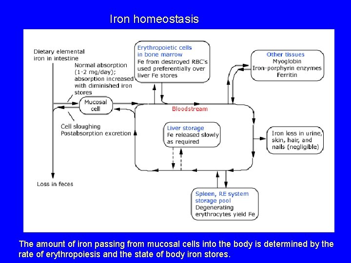 Iron homeostasis The amount of iron passing from mucosal cells into the body is