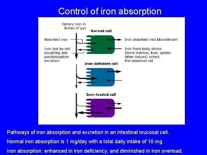 Control of iron absorption Pathways of iron absorption and excretion in an intestinal mucosal