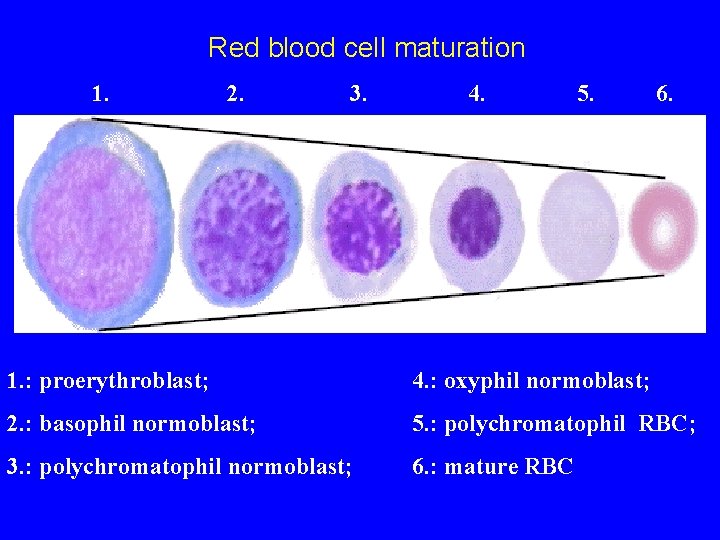 Red blood cell maturation 1. 2. 3. 4. 5. 6. 1. : proerythroblast; 4.