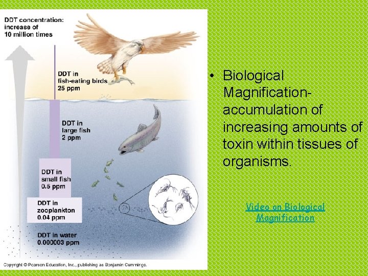  • Biological Magnificationaccumulation of increasing amounts of toxin within tissues of organisms. Video