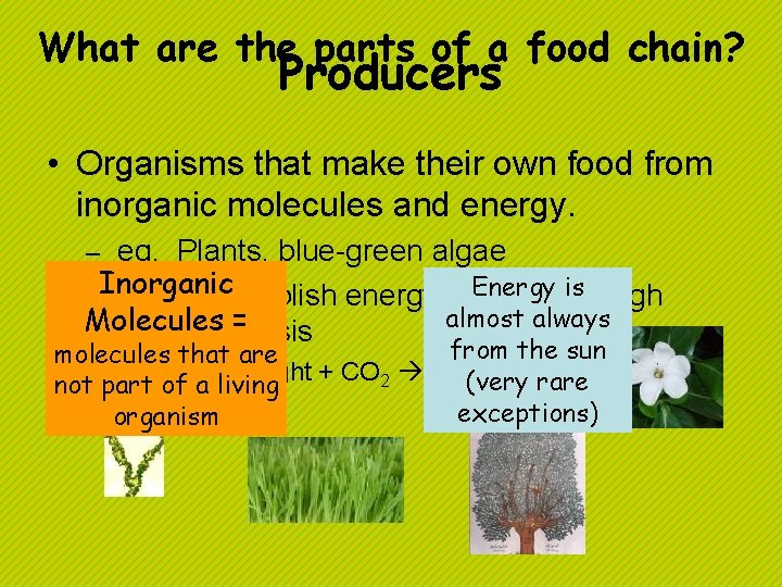 What are the parts of a food chain? Producers • Organisms that make their