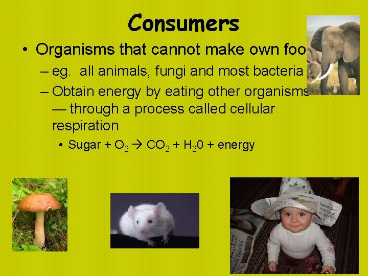 Consumers • Organisms that cannot make own food. – eg. all animals, fungi and