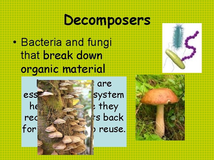 Decomposers • Bacteria and fungi that break down organic material Decomposers are essential to