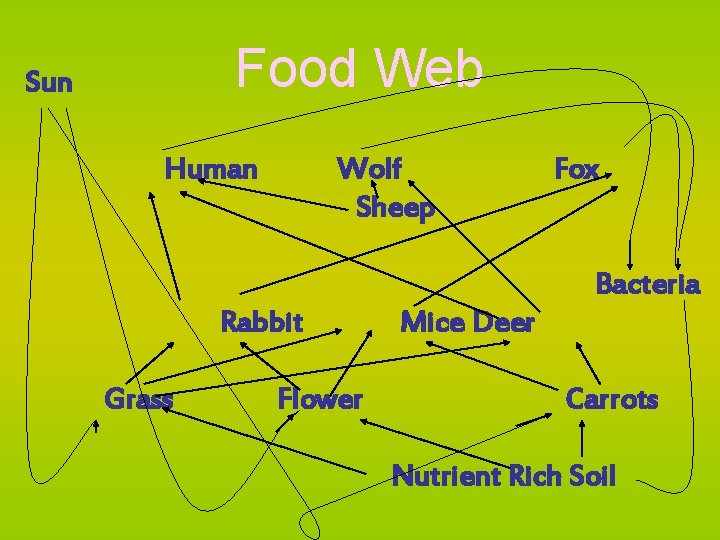 Food Web Sun Human Wolf Sheep Fox Bacteria Rabbit Grass Flower Mice Deer Carrots