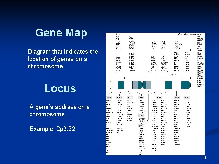Gene Map Diagram that indicates the location of genes on a chromosome. Locus A