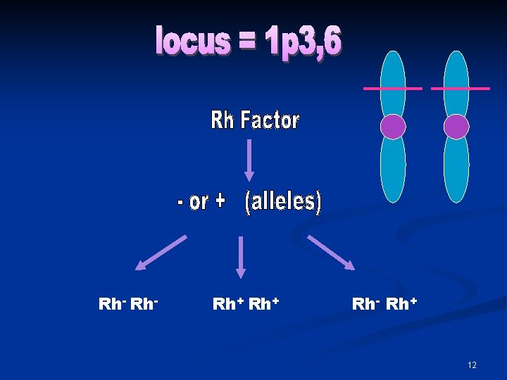 Rh- Rh+ 12 