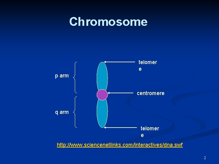 Chromosome telomer e p arm centromere q arm telomer e http: //www. sciencenetlinks. com/interactives/dna.