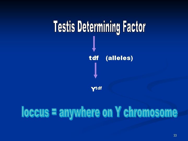 tdf (alleles) Ytdf 33 