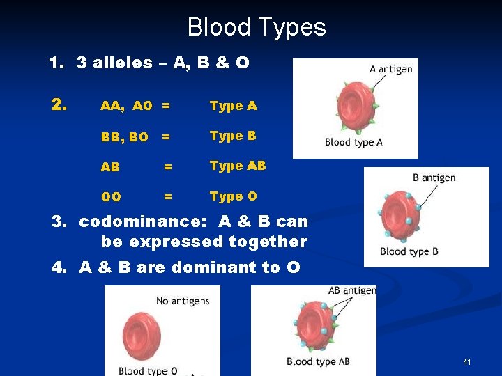 Blood Types 1. 3 alleles – A, B & O 2. AA, AO =