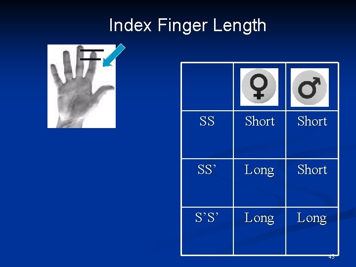 Index Finger Length SS Short SS’ Long Short S’S’ Long 43 