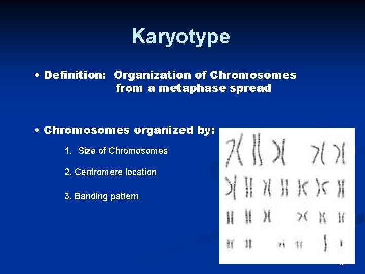 Karyotype • Definition: Organization of Chromosomes from a metaphase spread • Chromosomes organized by: