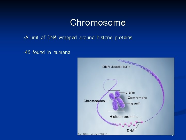 Chromosome • A unit of DNA wrapped around histone proteins • 46 found in