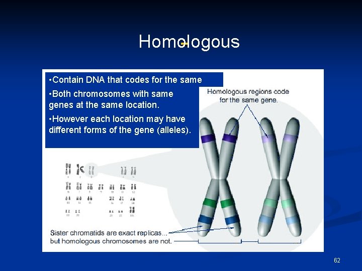 Homologous • Contain DNA that codes for the same traits • Both chromosomes with