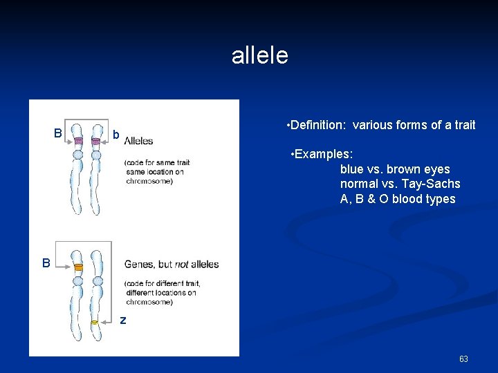 allele B • Definition: various forms of a trait b • Examples: blue vs.